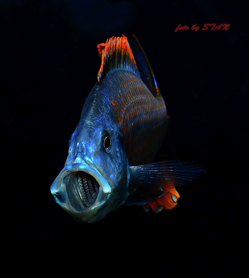 Dimidiochromis compressiceps